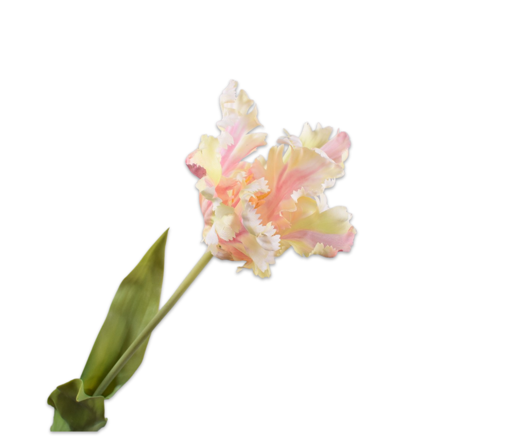 Tulpe creme-rosa